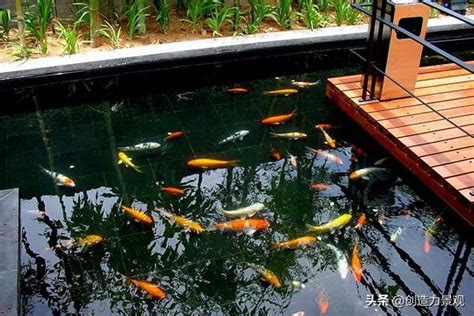 蛇魚怎麼養 庭院鱼池